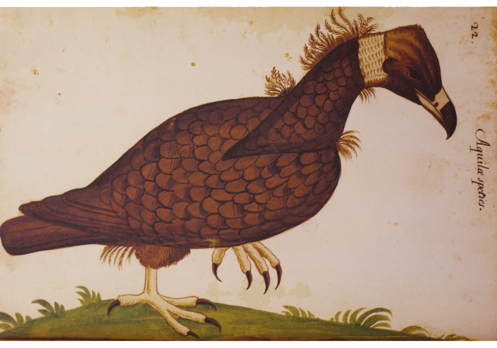 Atlas Historiae Naturalis-Felipe II-Pomar Codex-Hernández-Pictorial Manuscript-facsimile book-Vicent García Editores-3 Eagle